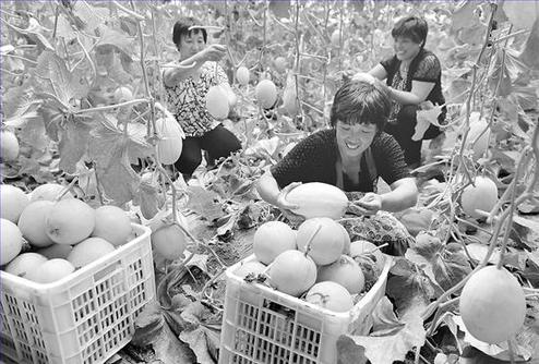 ���r(n��ng)���ڲ�ժ�o(w��)�����Ϲ�